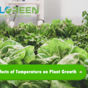 EFFECTS OF TEMPERATURE ON PLANT GROWTH 1 Cover
