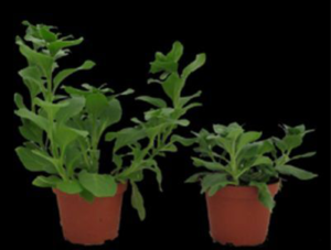 TEMPERATURE CHANGE AND PLANT GROWTH 3 DIF DIF