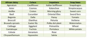 TEMPERATURE CHANGE AND PLANT GROWTH 7 plant1