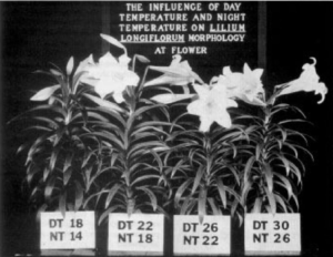 the same plant