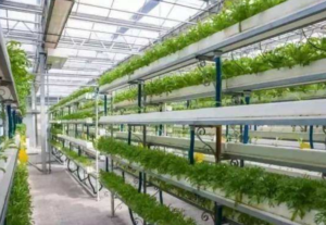 THE IMPORTANT ROLE OF CO2 DETECTION IN GREENHOUSE 1