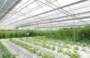 EFFECTS OF LIGHT ON GREENHOUSE PLANT 1