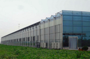 EFFECTS OF LIGHT ON GREENHOUSE PLANT 2