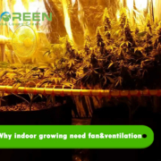 grow tent